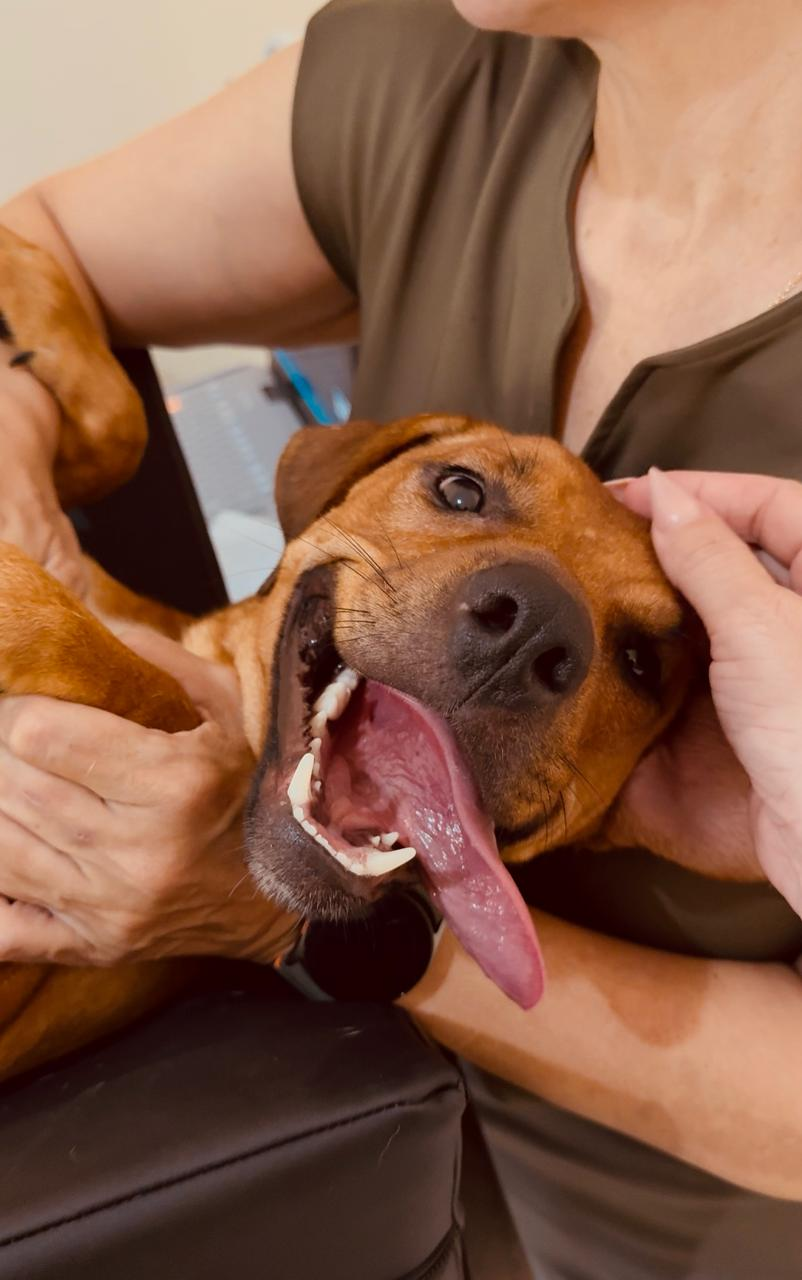 PMJP cadastra pessoas interessadas em acolher animais resgatados de canil clandestino